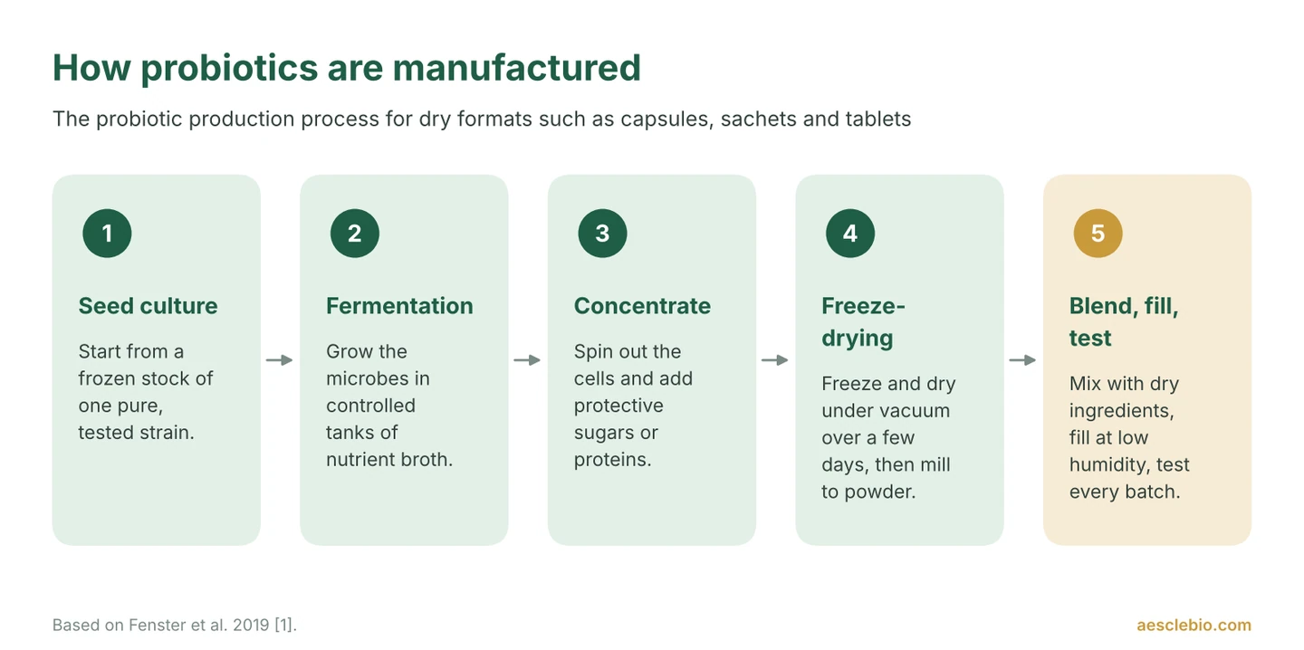 Five-step diagram of probiotic manufacturing: seed culture, fermentation, concentration, freeze-drying, and blending, filling and testing.