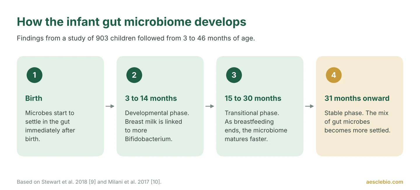 Timeline of infant gut microbiome development from birth through developmental, transitional and stable phases.