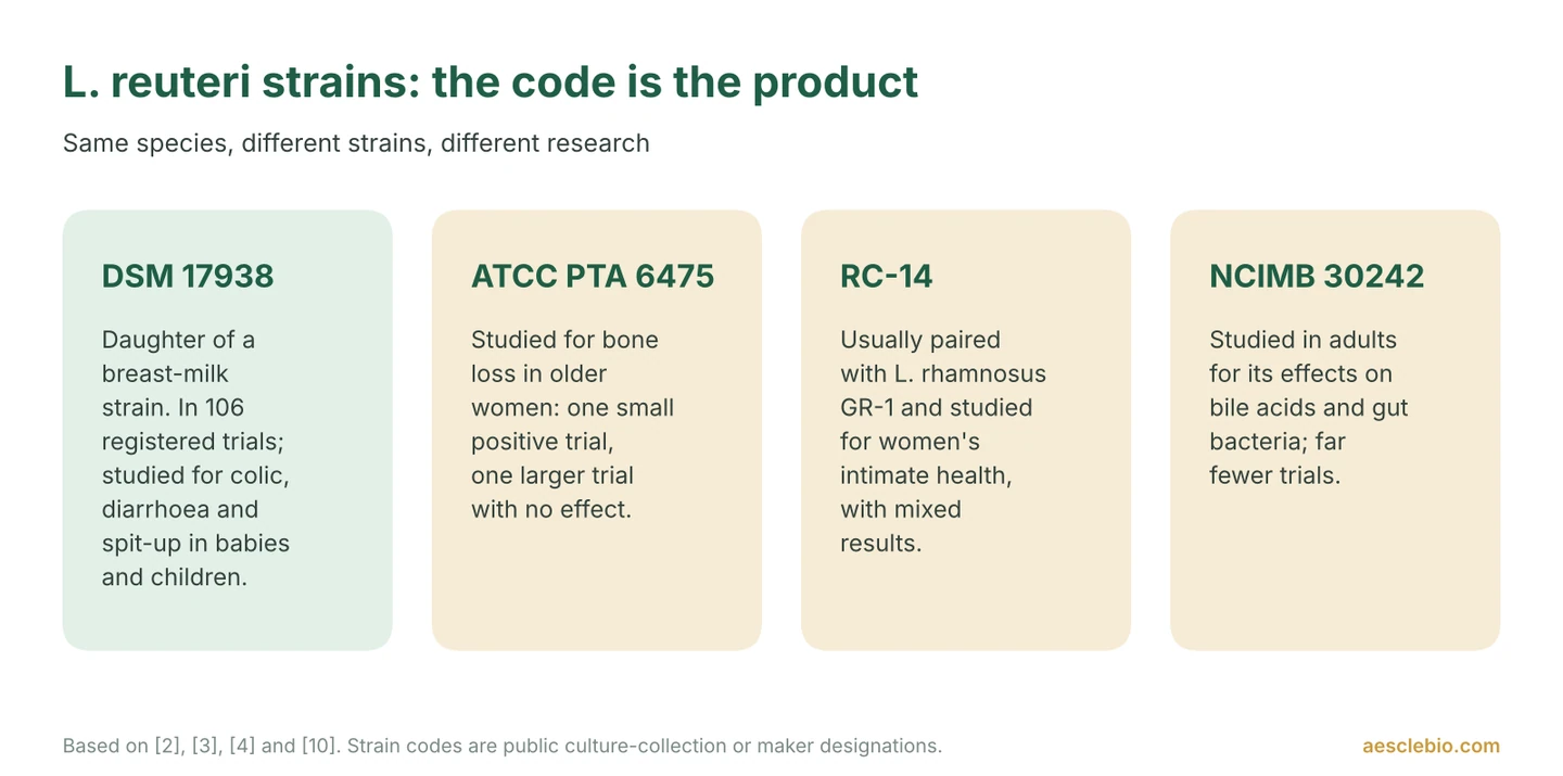 Four cards describing L. reuteri strain codes DSM 17938, ATCC PTA 6475, RC-14 and NCIMB 30242 and what each has mainly been studied for.