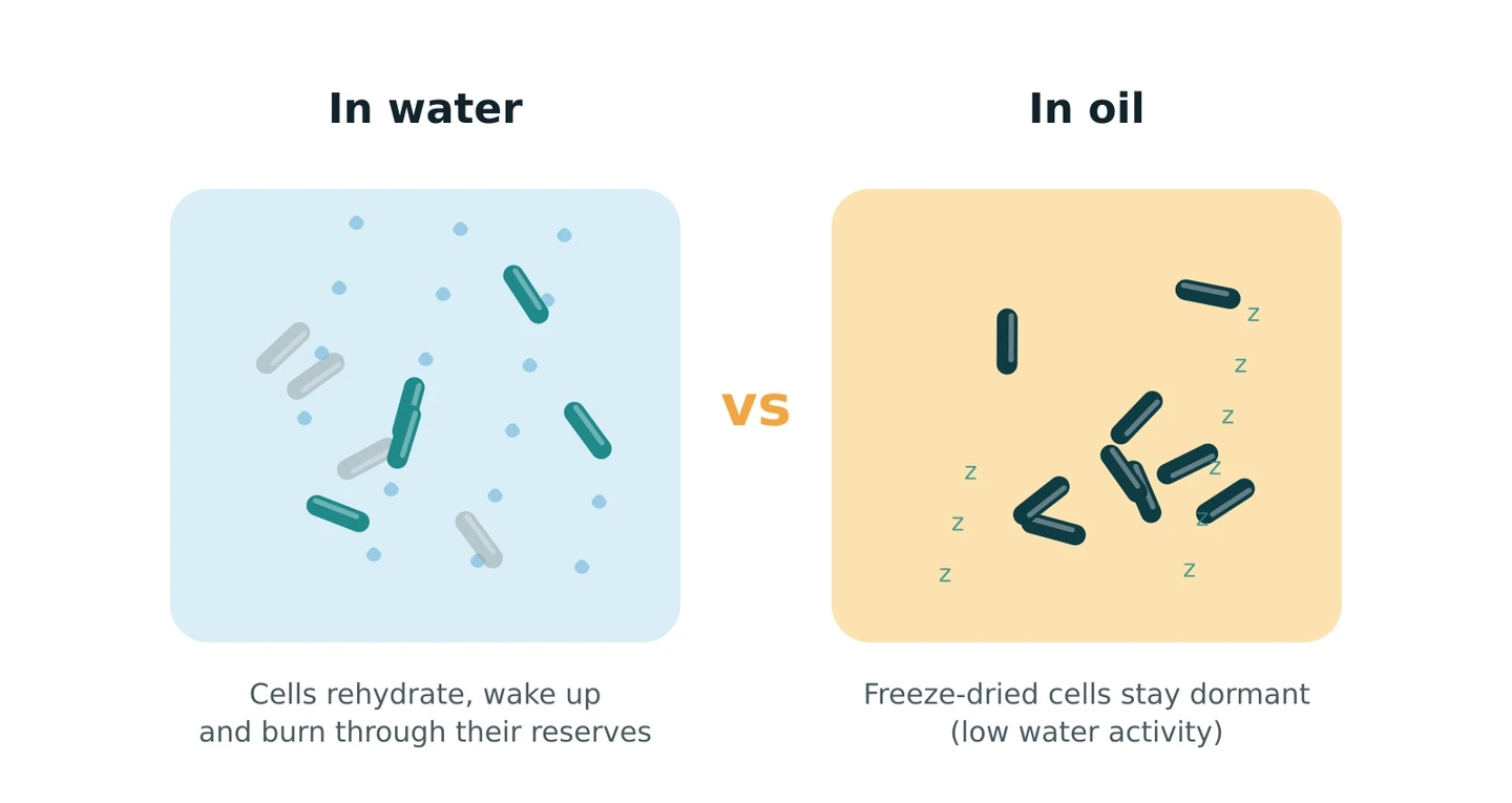 A water-free oil keeps freeze-dried cells dormant until they are swallowed. (Original illustration.)