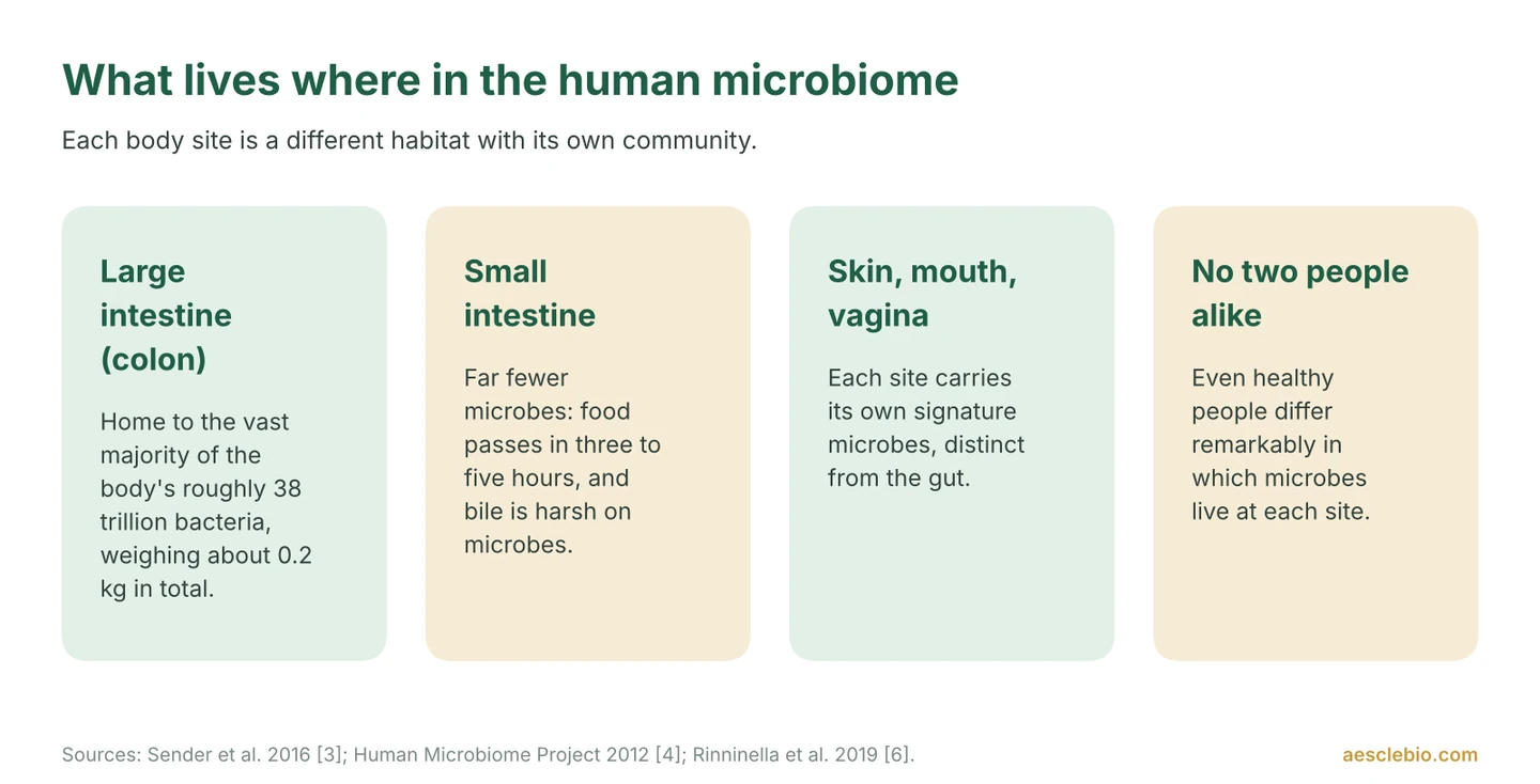 Infographic of four cards describing where microbes live in the human body: the large intestine, the small intestine, skin, mouth and vagina, and the fact that no two people have the same microbiome.