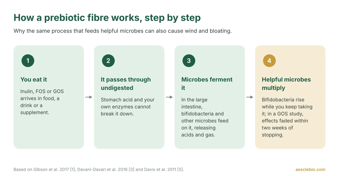 Four-step diagram showing a prebiotic fibre being eaten, passing undigested to the large intestine, being fermented by microbes with gas produced, and bifidobacteria increasing while it is taken.