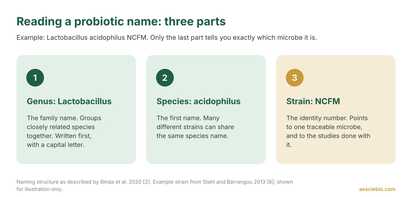 Infographic splitting the name Lactobacillus acidophilus NCFM into genus (family name), species (first name) and strain code (identity number).