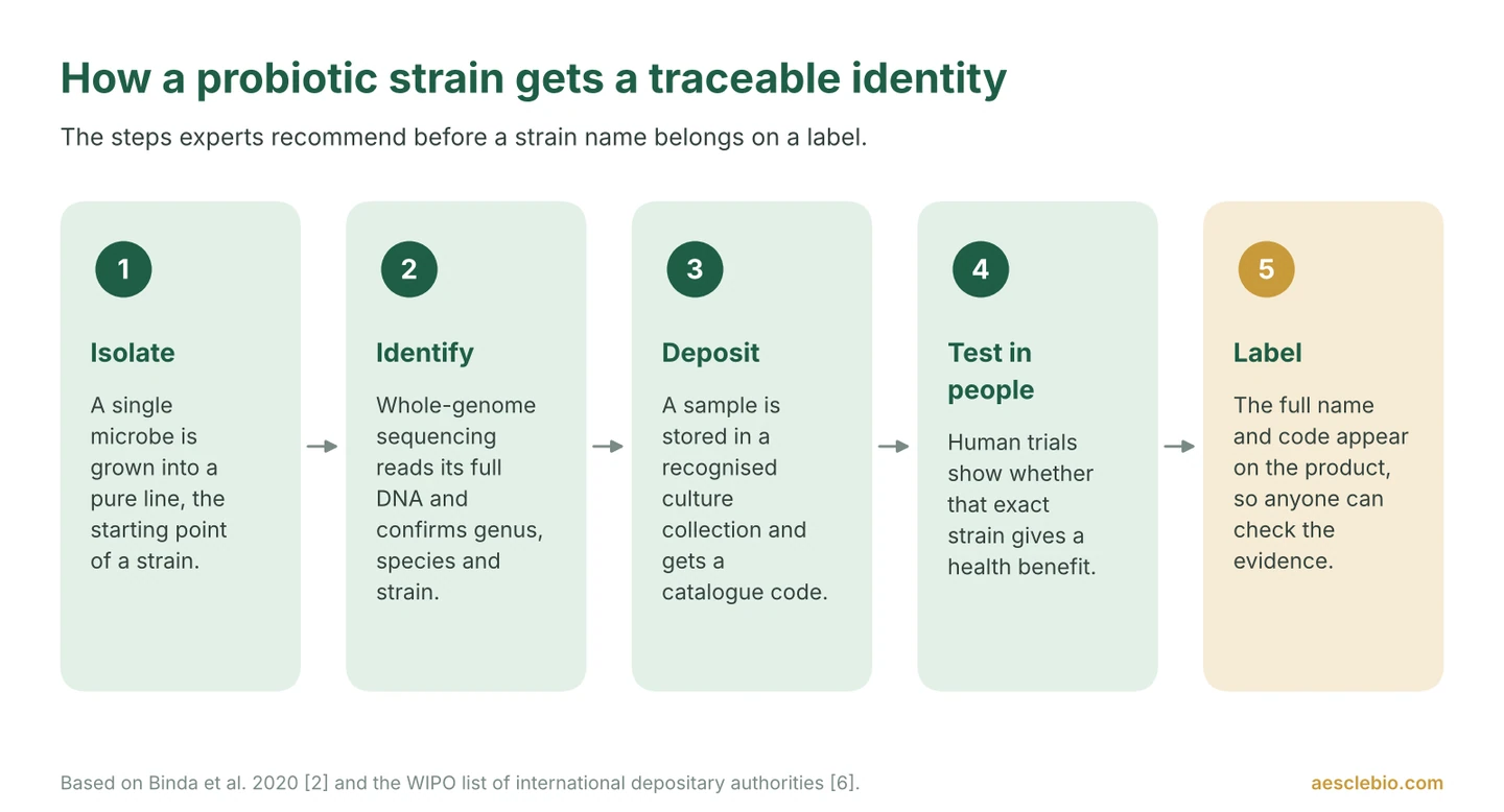 Five-step process showing how a probiotic strain is isolated, identified by genome sequencing, deposited in a culture collection, tested in human trials and named on the label.