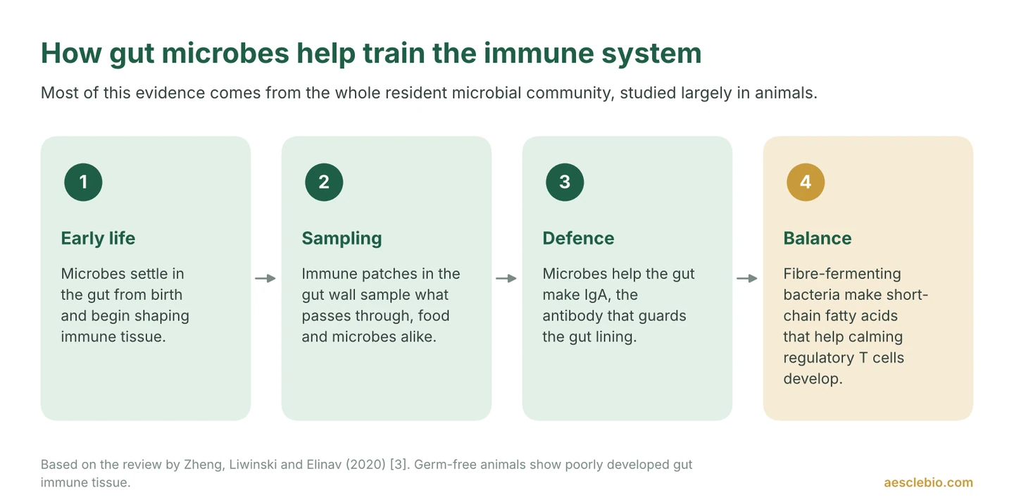 Four-step timeline showing how gut microbes help train the immune system: early life colonisation, sampling, IgA defence and immune balance.
