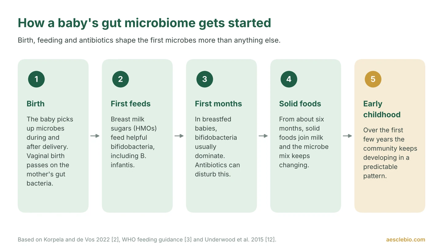 Timeline showing how a baby's gut microbiome develops from birth, through breastfeeding and the first months, to solid foods and early childhood.