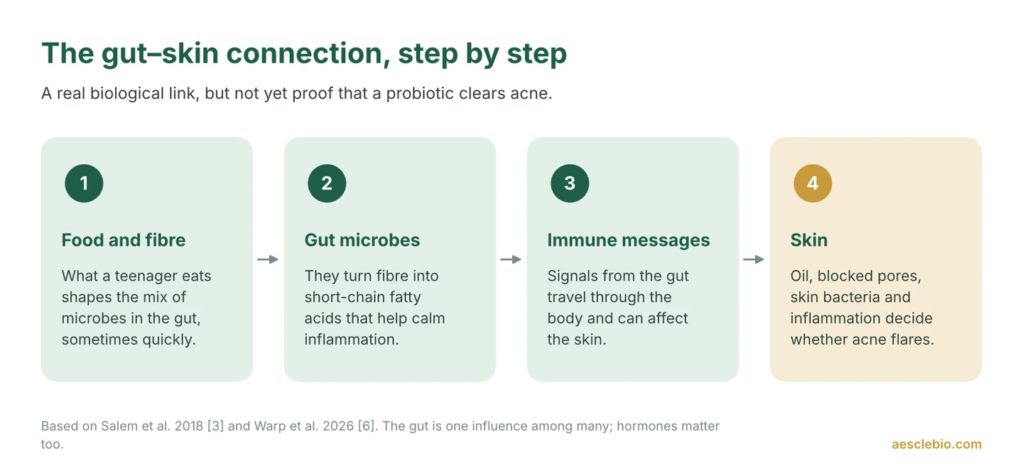 Four-step diagram showing how food shapes gut microbes, which make anti-inflammatory compounds and immune signals that may affect acne on the skin.