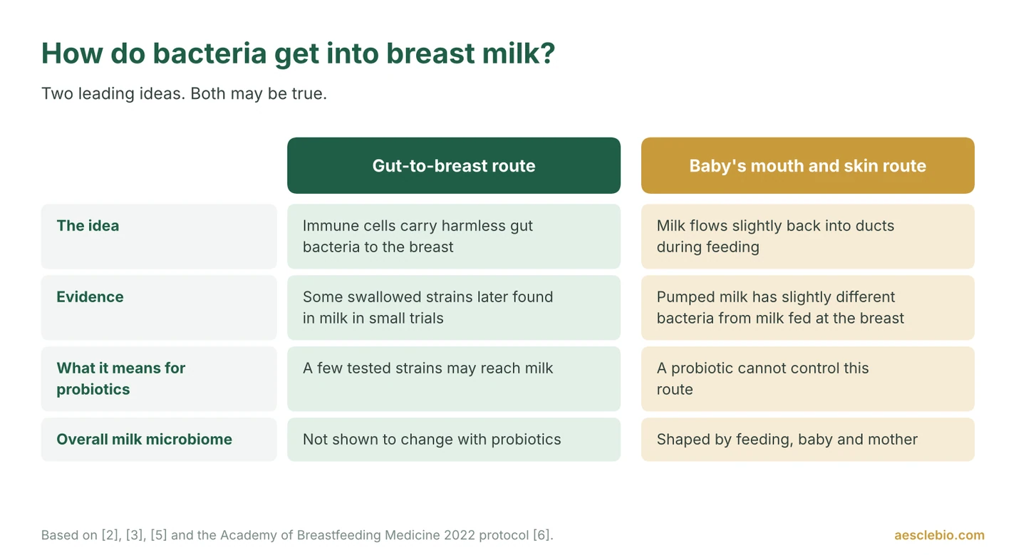 Comparison of two theories of how bacteria reach breast milk: a gut-to-breast route and a route from the baby's mouth and the mother's skin, and what each means for probiotics.