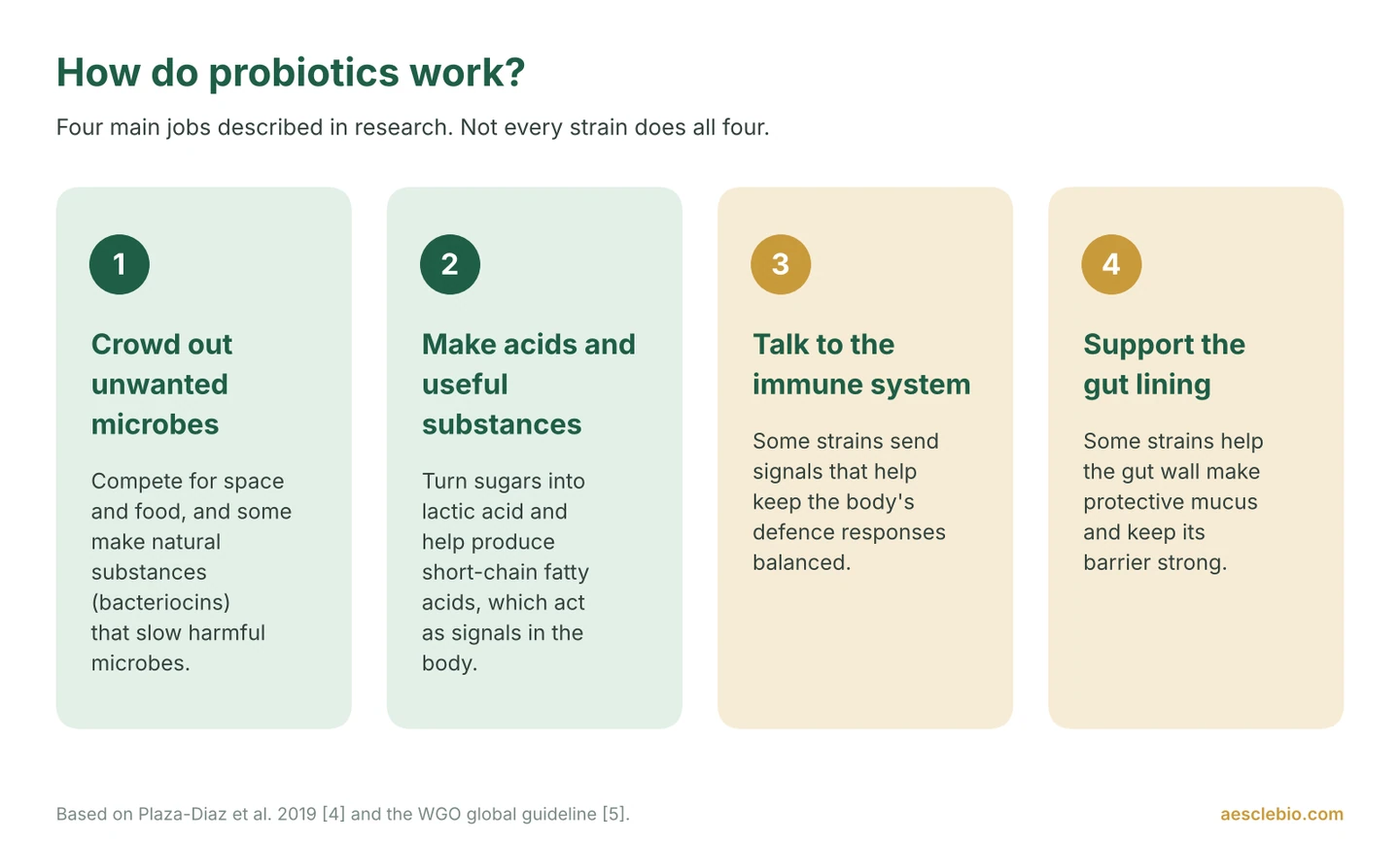 Infographic of four ways probiotics work: crowding out unwanted microbes, making acids and useful substances, talking to the immune system, and supporting the gut lining.
