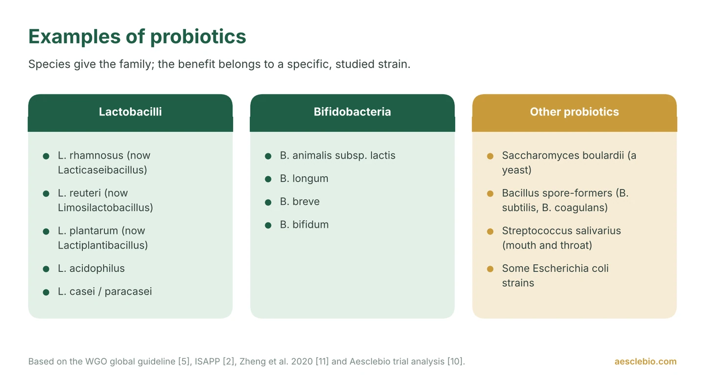 Three-column chart of common probiotic examples: lactobacilli, bifidobacteria, and other probiotics such as Saccharomyces boulardii and Bacillus spore-formers.